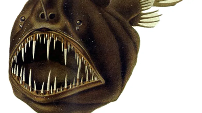 Colour illustration of a humpback anglerfish, a black fish with a lure on its snout and long fangs