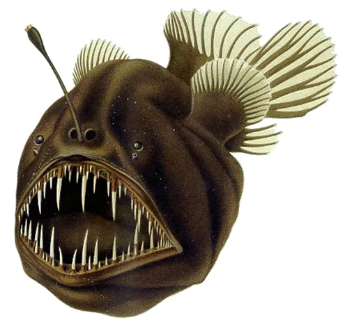 Humpback Anglerfish