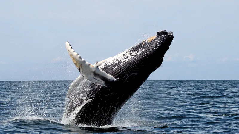 Humpback Whale in natural habitat