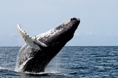 Humpback Whale in natural habitat