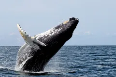 Humpback Whale in natural habitat