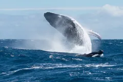Humpback Whale in natural habitat