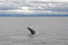 Humpback Whale in natural habitat
