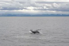 Humpback Whale in natural habitat