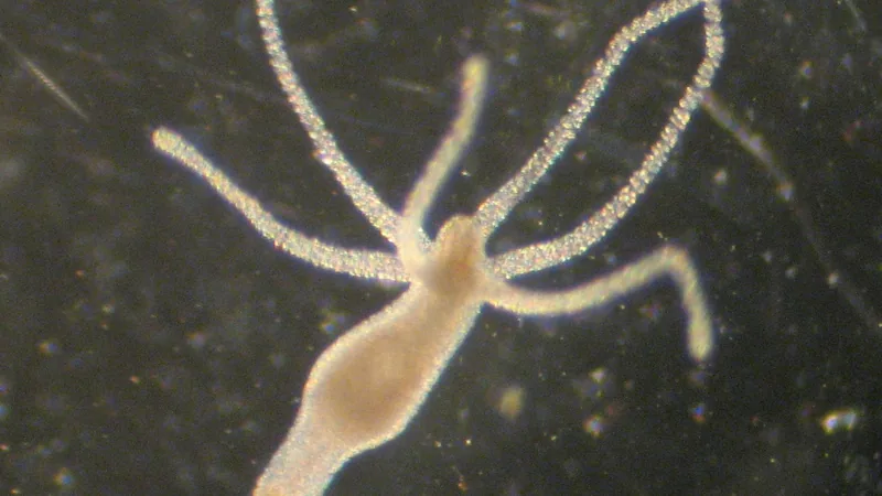 Pale hydra with a slim stalk and a crown of thin tentacles on a dark background