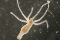 Hydra
