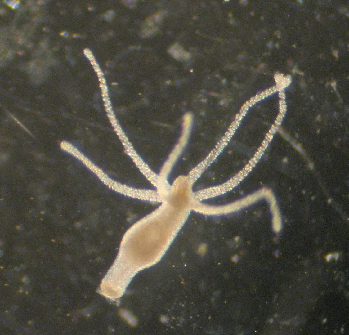 Pale hydra with a slim stalk and a crown of thin tentacles on a dark background