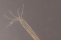 Slender translucent hydra with short tentacles at its top