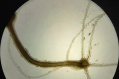 Brown hydra with long trailing tentacles seen through a microscope