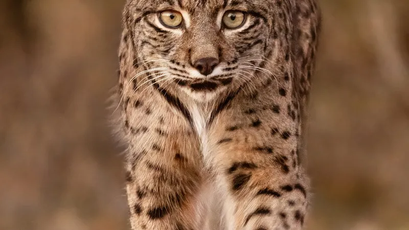 Iberian Lynx (Lynx pardinus) in Mediterranean scrubland