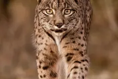 Iberian Lynx (Lynx pardinus) in Mediterranean scrubland