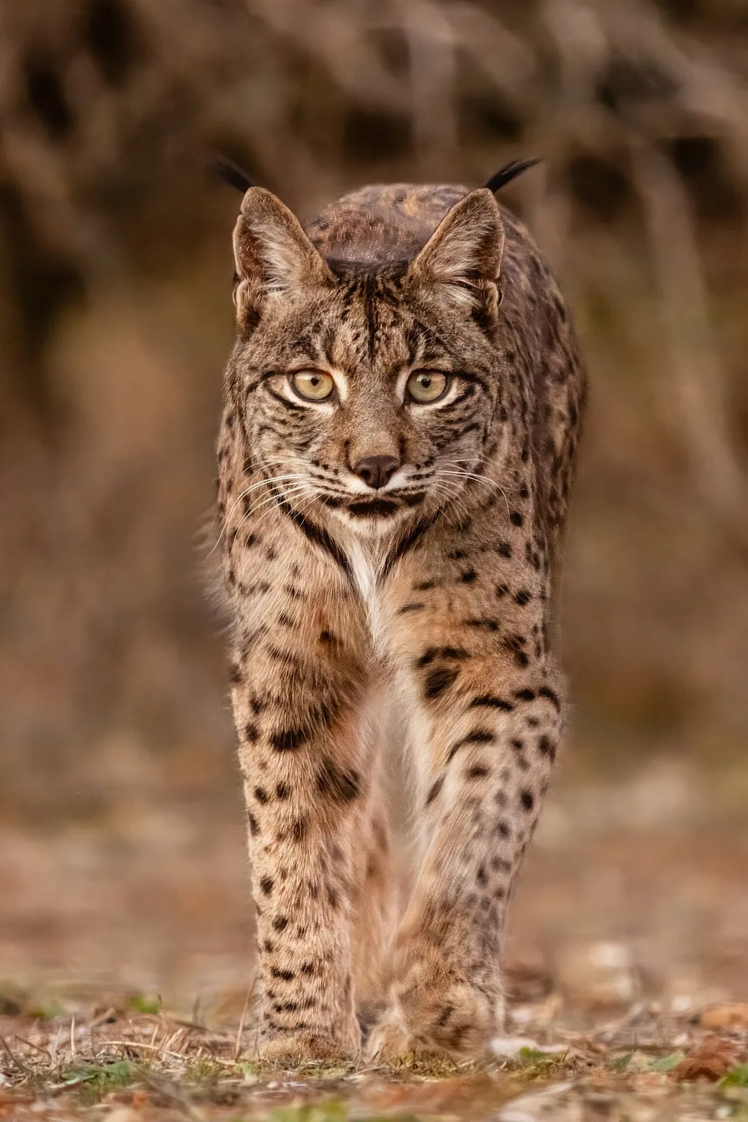 Iberian Lynx (Lynx pardinus) in Mediterranean scrubland