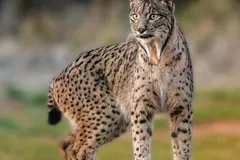 Iberian Lynx (Lynx pardinus) prowling through dry brush