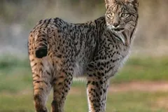 Iberian Lynx (Lynx pardinus) surveying rabbit territory