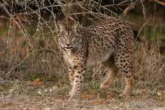 Iberian Lynx (Lynx pardinus) stalk posture in Spanish woodland