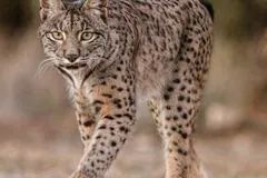 Iberian Lynx (Lynx pardinus) close portrait showing tufted ears