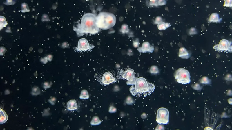 Immortal Jellyfish wildlife photography