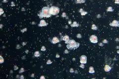 Immortal Jellyfish