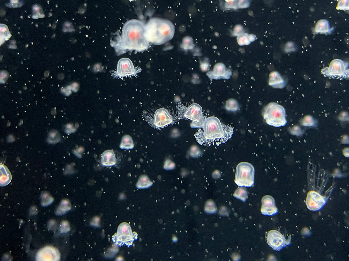 Immortal Jellyfish wildlife photography