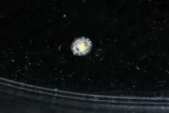 A single tiny Turritopsis dohrnii medusa floating in dark water