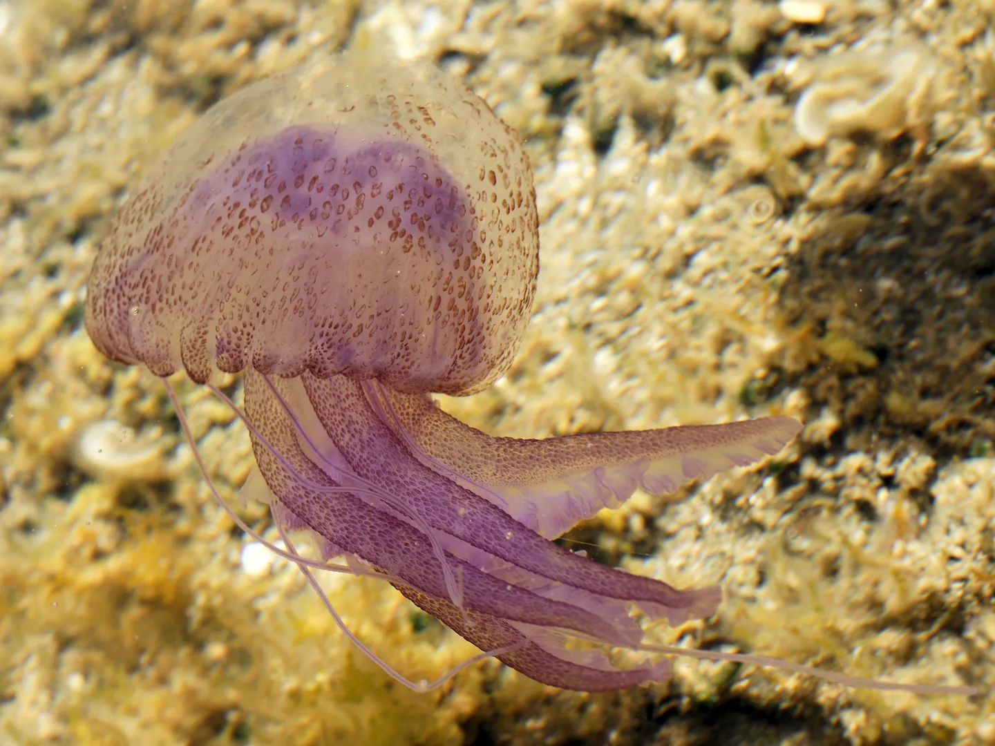 Immortal Jellyfish wildlife photography