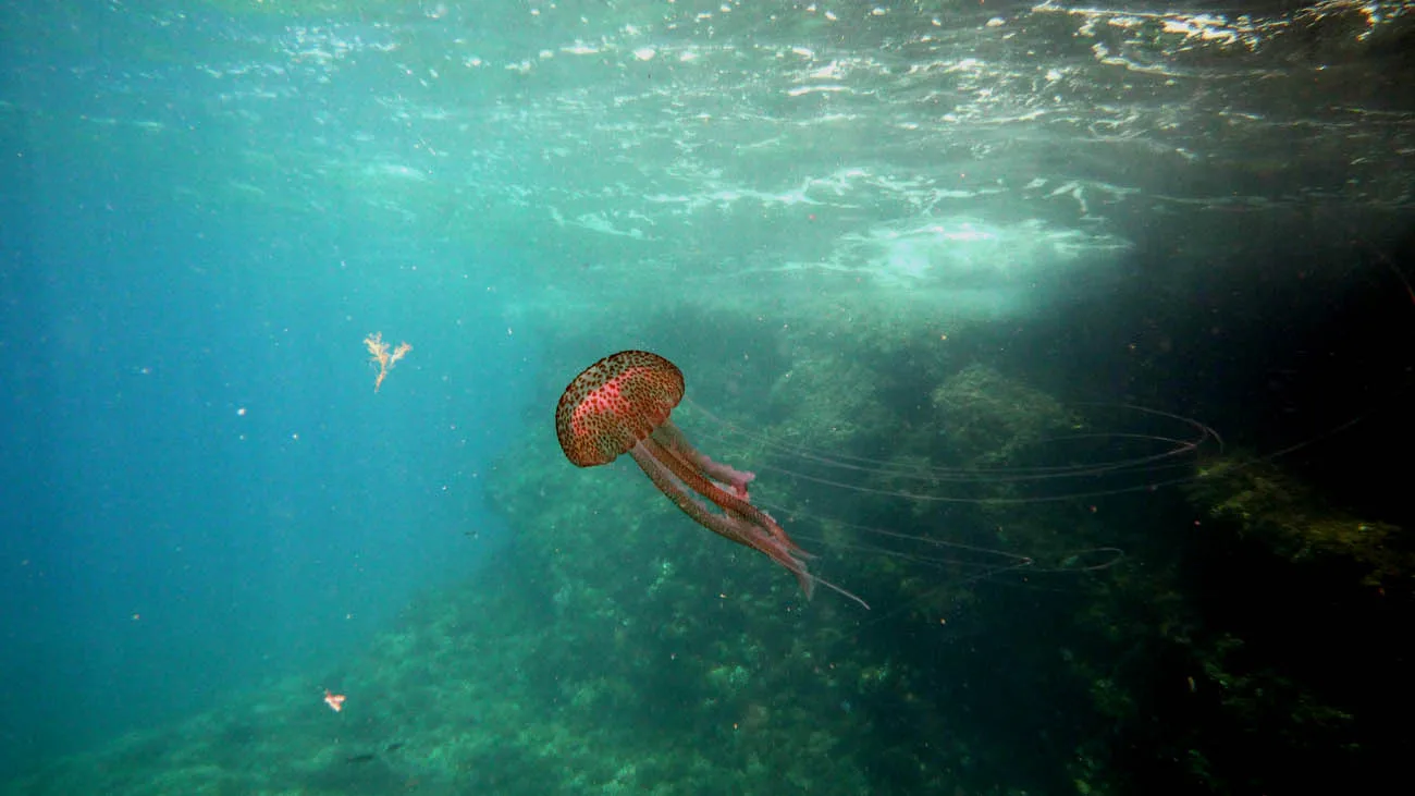 Immortal Jellyfish wildlife photography