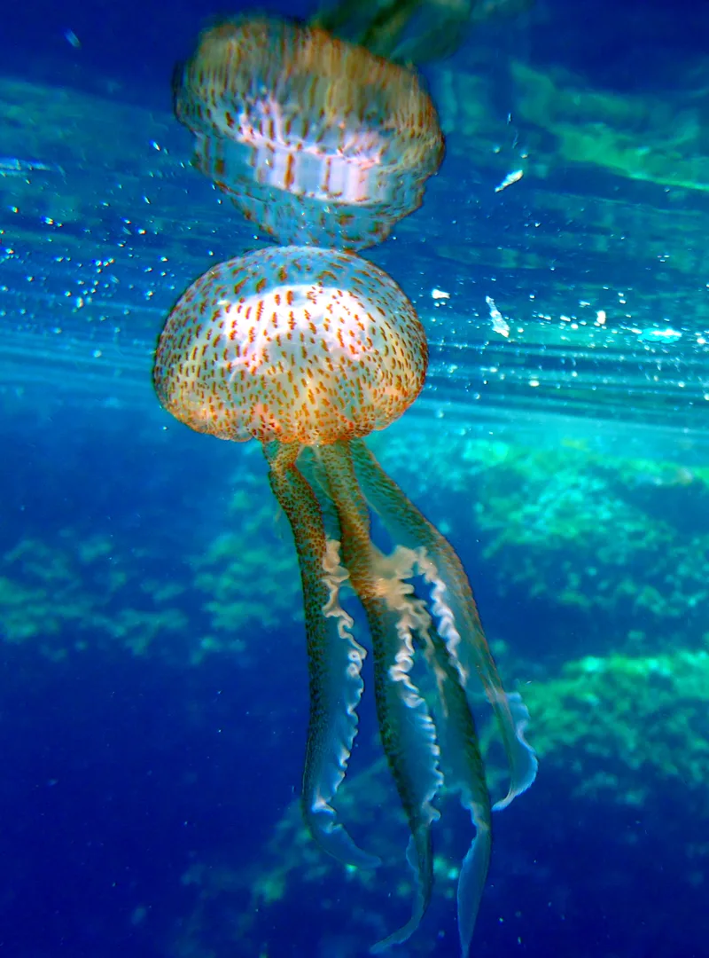 Immortal Jellyfish wildlife photography