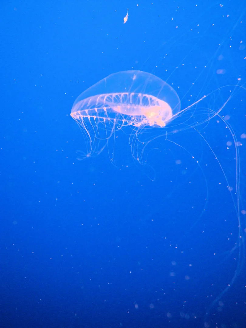 Immortal Jellyfish wildlife photography