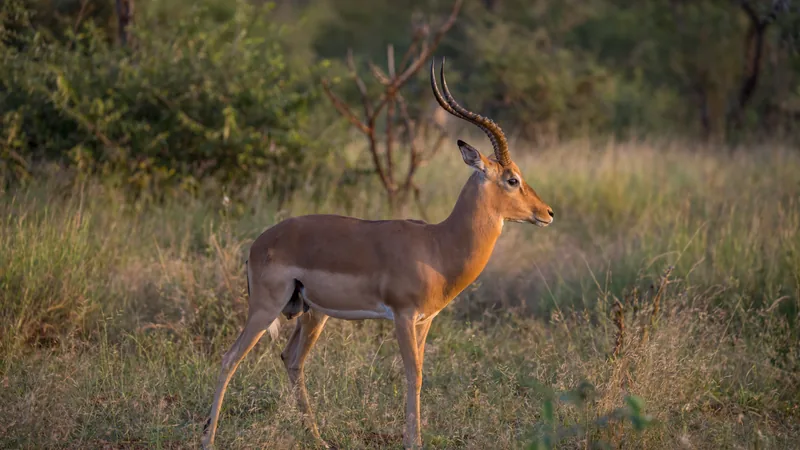 Male impala with long lyre-shaped horns standing in dry grass at the edge of woodland
