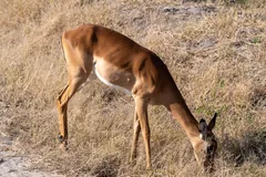 Hornless female impala grazing with her head down in golden grass