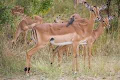 Group of female impalas in long grass, a red-billed oxpecker perched on one