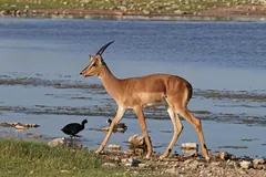 Young black-faced impala male walking along the edge of a waterhole