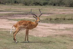 Male impala standing side-on on short grass, horns curving up and back