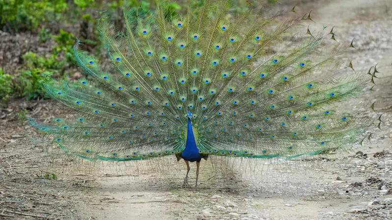 Peacock displaying his fanned train of eyespots on a dirt forest track