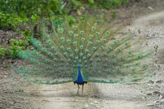 Indian Peafowl
