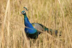 Peacock with a shining blue neck and crest walking through tall golden grass