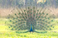 Peacock displaying his full fanned train on a grassy meadow in front of tall grass