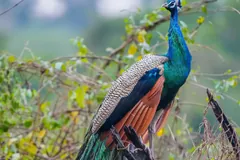Peacock perched on a dead branch, rufous wing feathers showing beside his blue neck and long train