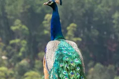 Peacock perched on a bush above a hillside, seen from behind with his green train hanging down