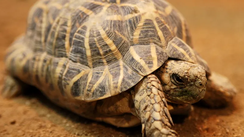 Indian Star Tortoise (Geochelone elegans) in natural habitat