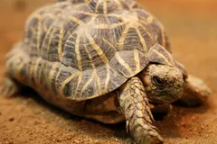 Indian Star Tortoise (Geochelone elegans) in natural habitat