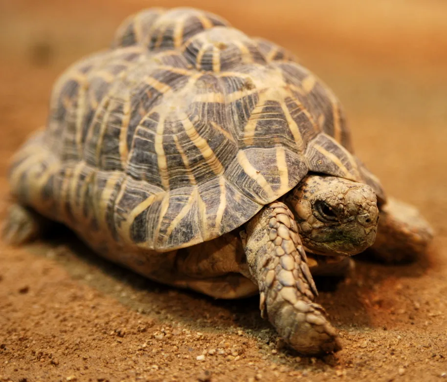 Indian Star Tortoise (Geochelone elegans) in natural habitat