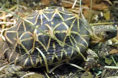 Indian Star Tortoise (Geochelone elegans) in natural habitat