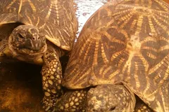 Indian Star Tortoise (Geochelone elegans) in natural habitat