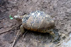 Indian Star Tortoise (Geochelone elegans) in natural habitat