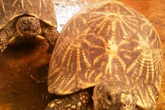 Indian Star Tortoise (Geochelone elegans) in natural habitat