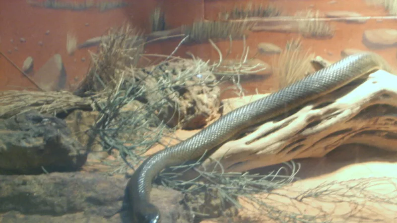 inland taipan in natural habitat