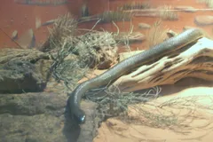 inland taipan in natural habitat