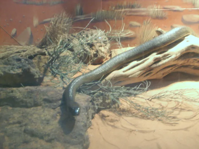 inland taipan in natural habitat