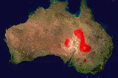 inland taipan in natural habitat